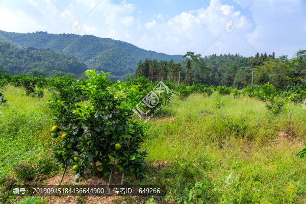 贛南臍橙樹(shù)