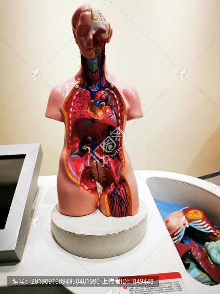 人體解剖模型展示