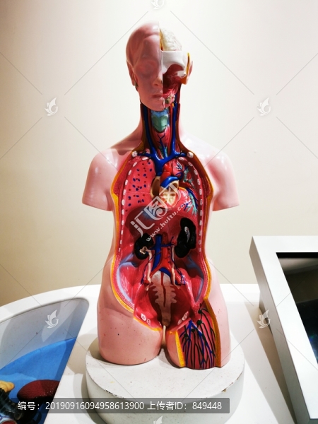 人體解剖模型展示