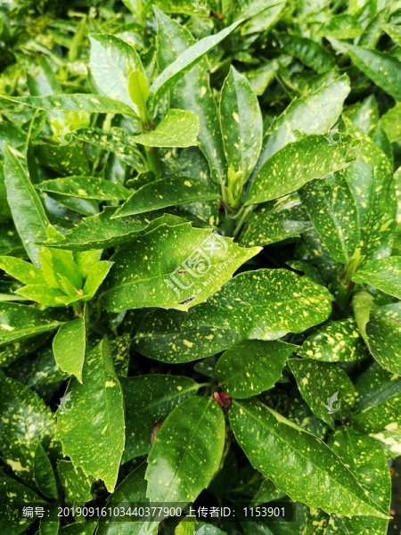 花葉青木