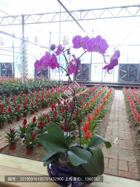 園藝裝飾花卉園藝裝飾品園藝樹