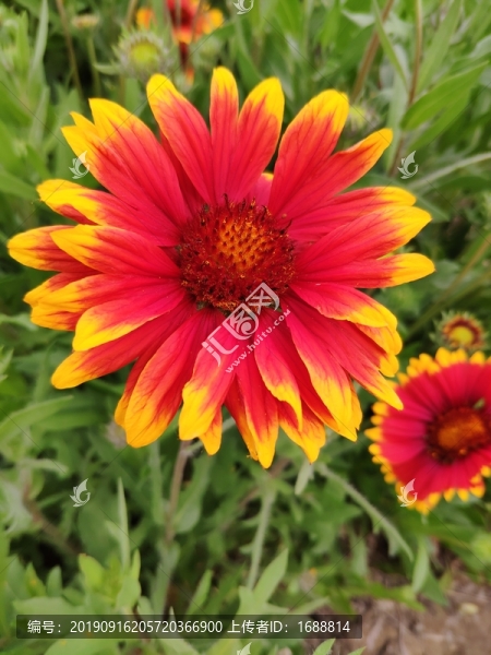 花