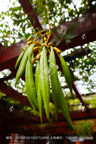 凌霄花果實