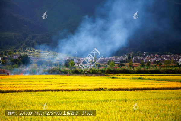 稻田風(fēng)景