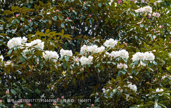 峨眉山的杜鵑花