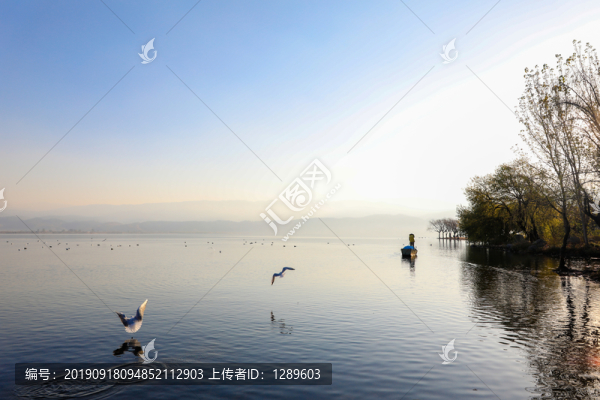 翱翔嬉戲的海鷗