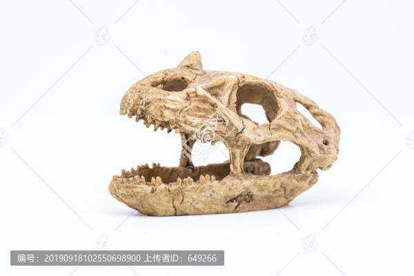 恐龍化石模型