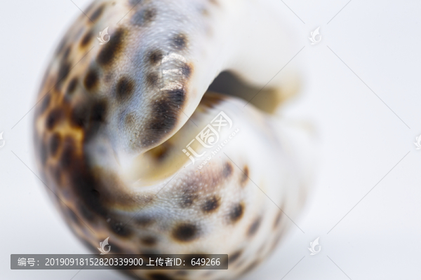 虎斑寶貝