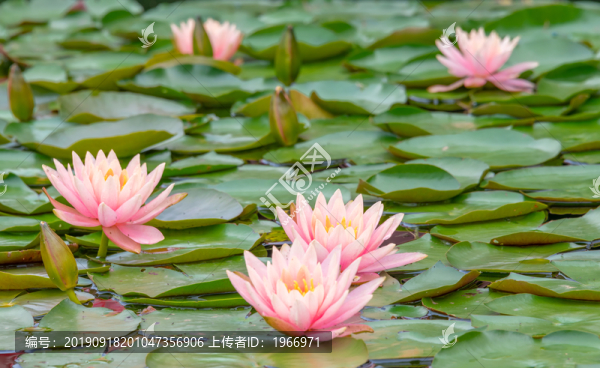 湖面粉紅色的睡蓮