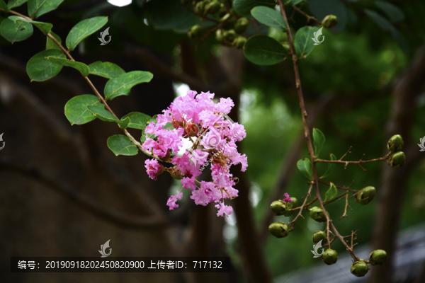 紫薇花