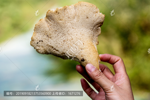 蘑菇