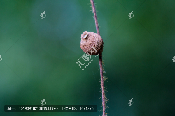 泥蜂
