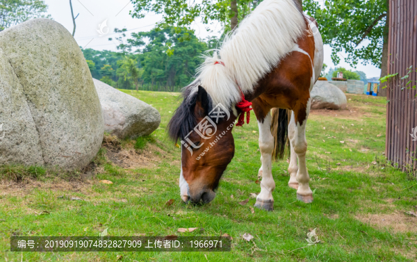 漂亮的馬