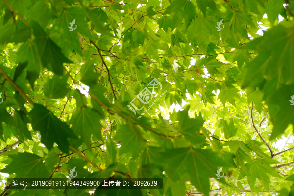 植物樹葉法國(guó)梧桐樹葉藝術(shù)光影