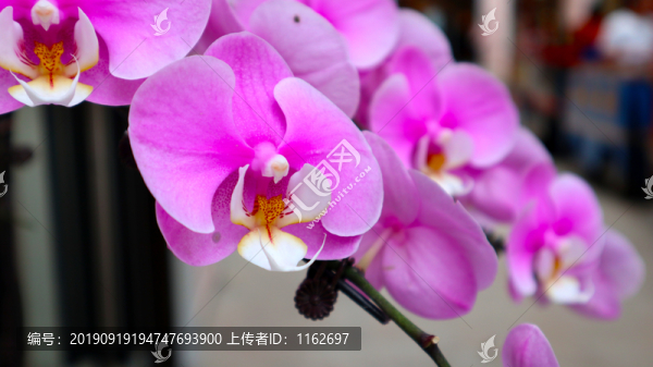 蝴蝶蘭