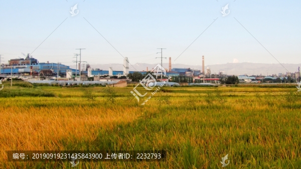 豐收的田野
