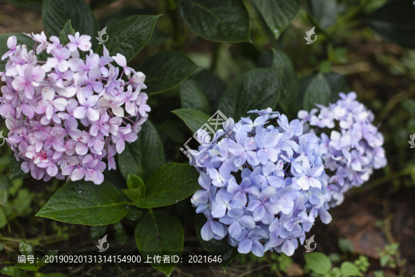 繡球花素材