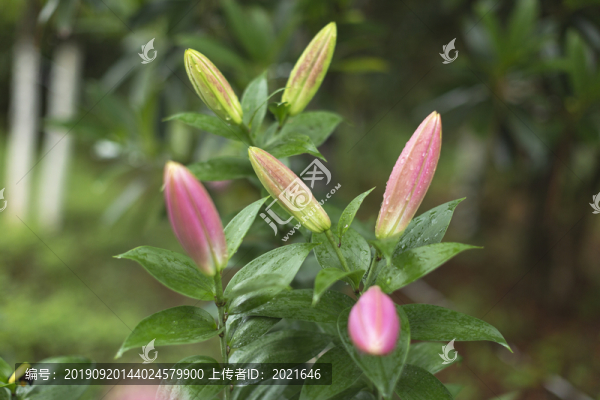 百合花素材