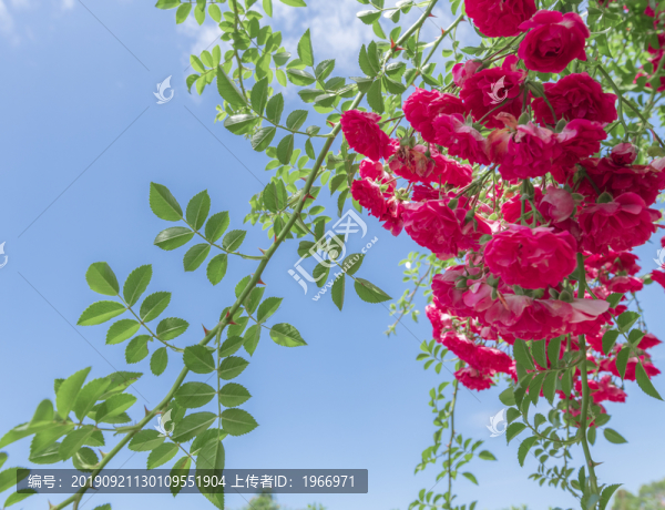 紅色的薔薇花