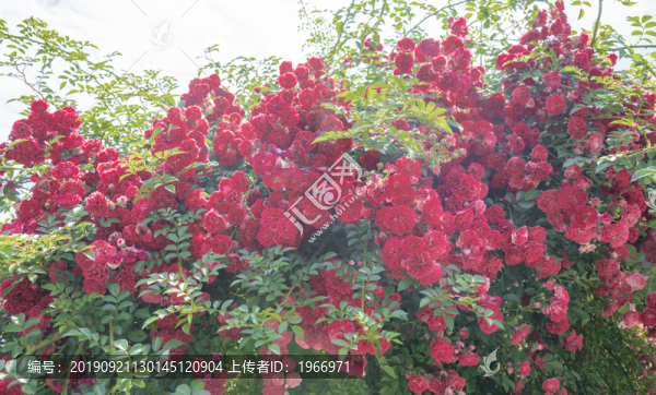 紅色的薔薇花