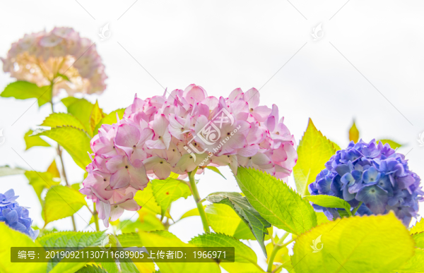 美麗的繡球花