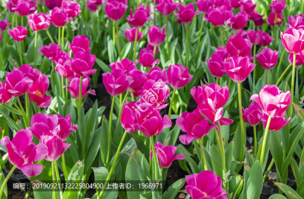 紫色的郁金香花朵