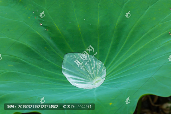 荷葉上的水珠