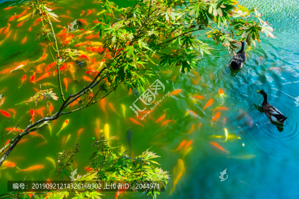 錦鯉魚和鴨子