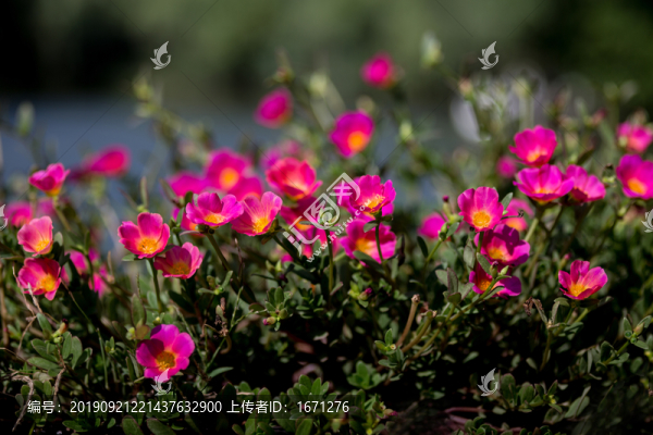 馬齒牡丹