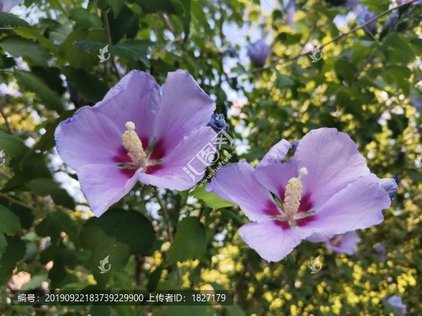 木槿