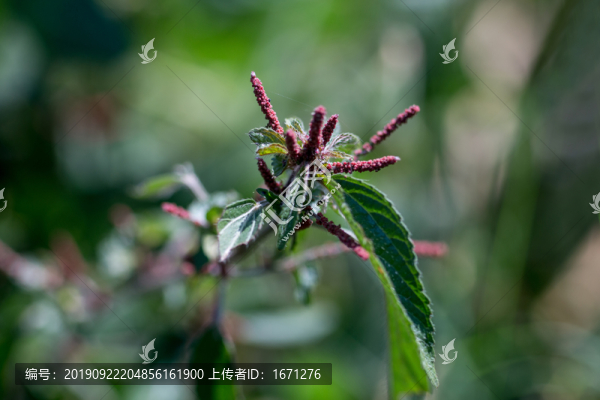 鐵莧菜