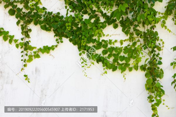 植物墻
