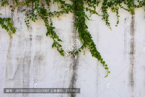 植物墻
