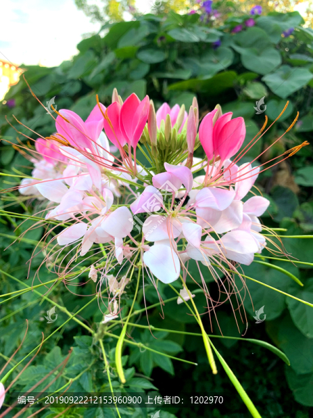 醉蝶花