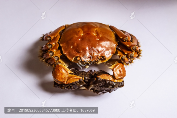 大閘蟹