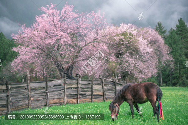 林芝桃花青稞和馬
