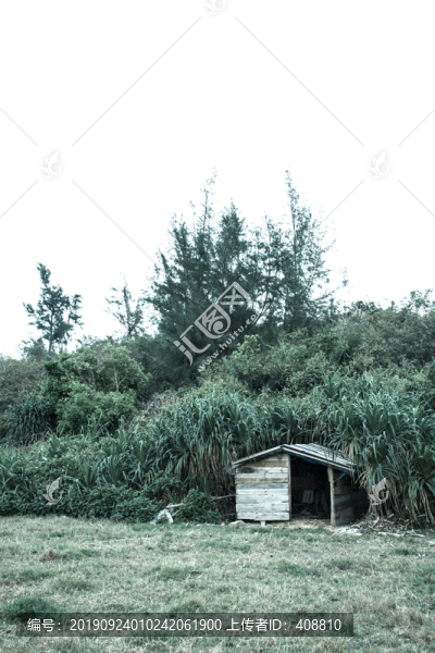 逼格暗調(diào)的扇葉露兜樹
