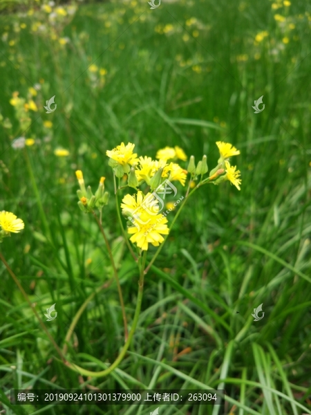 黃色小花