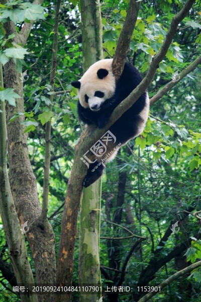 熊貓