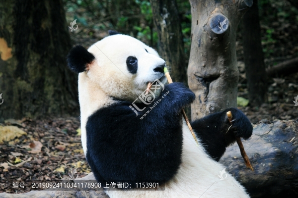 進食的熊貓