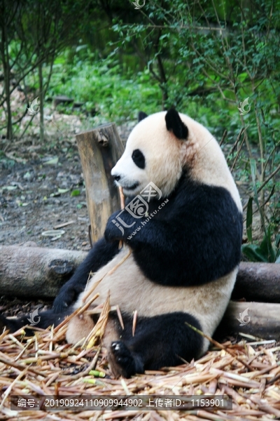 熊貓