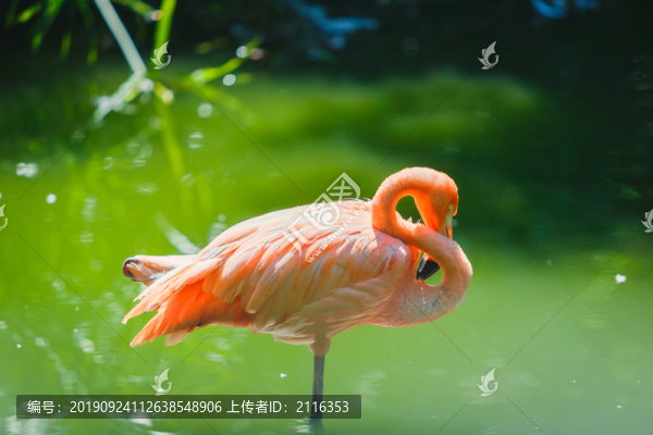 火烈鳥