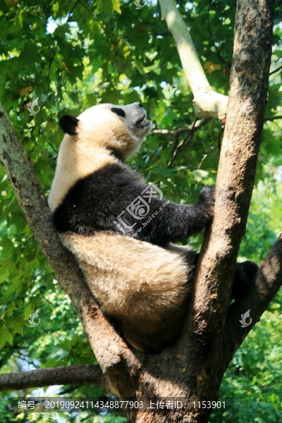 樹(shù)上的大熊貓