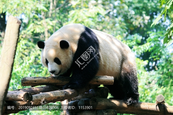 大熊貓