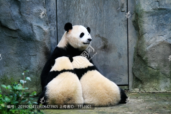 喂奶的大熊貓
