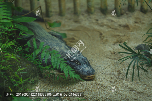 短吻鱷