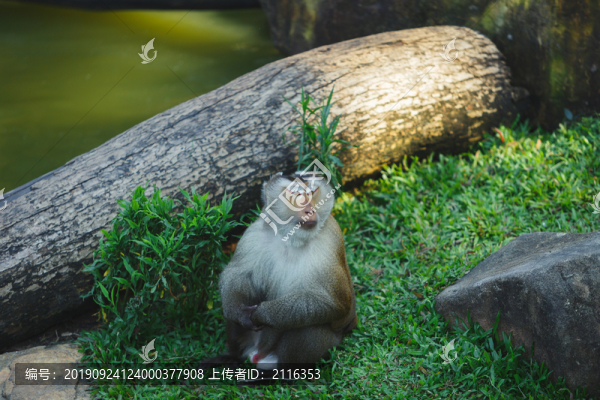 北豚尾猴