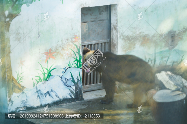 亞洲黑熊