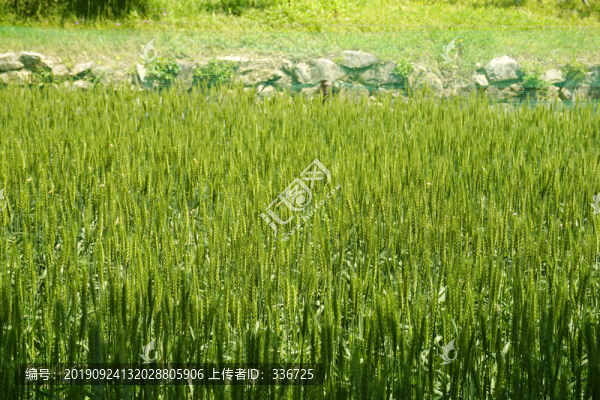 東北地區(qū)鄉(xiāng)村即將豐收的麥田