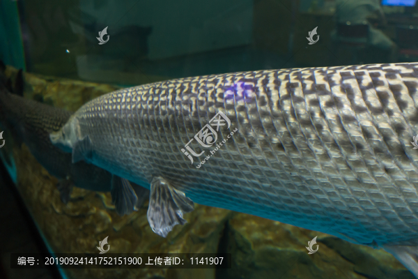 巨骨舌魚